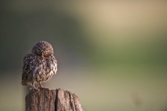 A little owl (Athene noctua) sits attentively on a tree stump with a blurred background