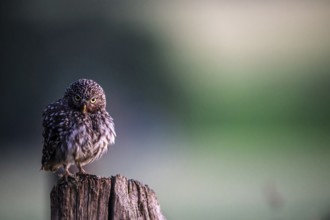 A little owl (Athene noctua) stands on a tree stump against a muted green background at dusk