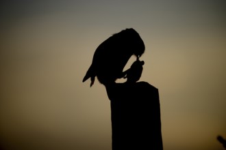 Silhouette of a little owl (Athene noctua) at sunset, dramatic evening atmosphere, Teutoburg