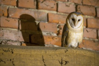 Barn owl (Tyto alba) standing in front of a brick wall, its shadow falling on the bricks, Teutoburg