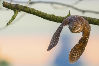 A little owl (Athene noctua) flies with spread wings from a branch at dusk, Teutoburg Forest, Lower