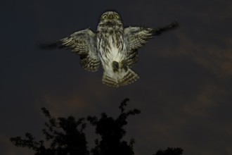 A little owl (Athene noctua) flies in the dark through the night in front of a tree in the sky,