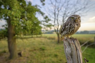 Little owl (Athene noctua) sitting on a post, surrounded by green landscape and tree on a meadow