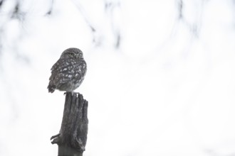 A little owl (Athene noctua) sits quietly on an old willow pole against a light-coloured