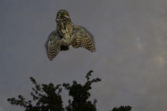 A little owl (Athene noctua) flies in front of a tree in the dark sky, Teutoburg Forest, Lower
