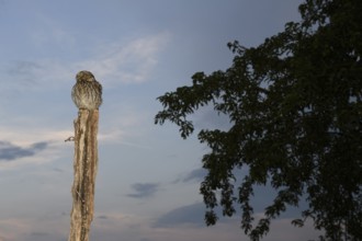 (A little owl Athene noctua) sitting on a stake, in front of an evening sky with tree in the