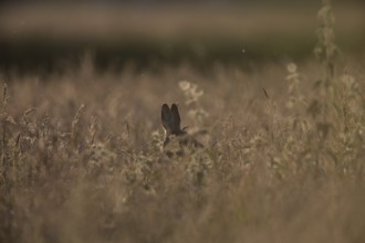 A hidden roe deer (Capreolus capreolus) appears in a grass-covered field, surrounded by natural