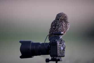 A little owl (Athene noctua) observed from a camera on a tripod, surrounded by natural morning