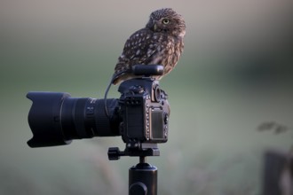 A little owl (Athene noctua) shows attention on a camera mounted on a tripod in a quiet natural