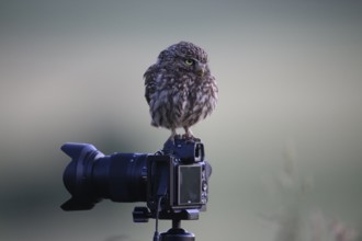 A little owl (Athene noctua) sits on a camera on a tripod at dusk, surrounded by a calm and