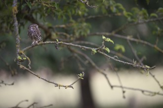 A little owl (Athene noctua) sits attentively on a branch with a clear green background, Teutoburg