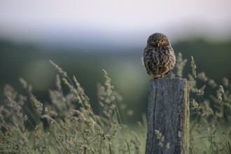 A little owl (Athene noctua) on a pole, surrounded by tall grass and soft evening light, Teutoburg