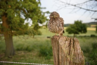 A little owl (Athene noctua) sits attentively on a wooden post in front of a green landscape in the