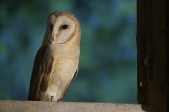 Barn owl (Tyto alba) sitting on a windowsill at night, background in blue, Teutoburg Forest, Lower