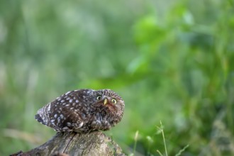 A little owl (Athene noctua) lies down on a tree stump in the grass and looks at the camera in