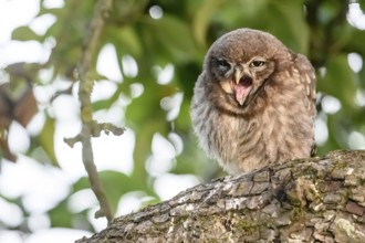 A young little owl (Athene noctua) sits yawning on a pear tree branch, surrounded by green
