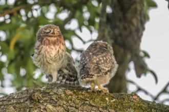 Two young little owls (Athene noctua) sitting on a branch, one of them sleeping, surrounded by