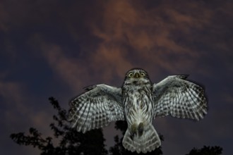 A little owl (Athene noctua) flying in the dark sky at night, in front of a tree, Teutoburg Forest,