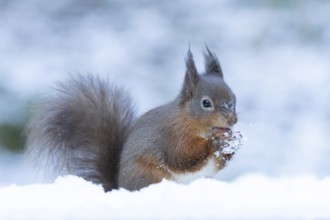 Red squirrel (Sciurus vulgaris) adult animal eating a hazel nut in a snow covered woodland in