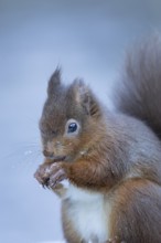 Red squirrel (Sciurus vulgaris) adult animal eating a nut in a snow covered woodland in winter,