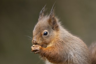 Red squirrel (Sciurus vulgaris) adult animal eating a nut, England, United Kingdom