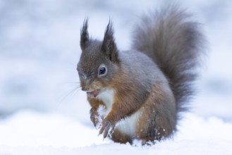 Red squirrel (Sciurus vulgaris) adult animal carrying a hazel nut in its mouth for food in a snow