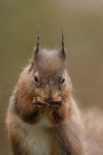 Red squirrel (Sciurus vulgaris) adult animal eating a nut in winter, England, United Kingdom