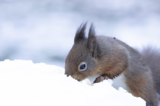 Red squirrel (Sciurus vulgaris) adult animal searching for food in snow in winter, England, United