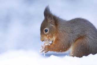 Red squirrel (Sciurus vulgaris) adult animal eating a hazel nut in snow in winter, England, United