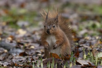 Red squirrel (Sciurus vulgaris) adult animal in a garden with emerging plant bulbs in autumn,