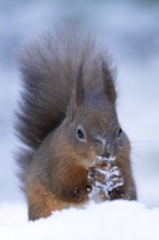 Red squirrel (Sciurus vulgaris) adult animal eating a hazel nut in snow in winter, England, United