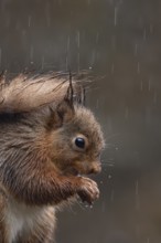 Red squirrel (Sciurus vulgaris) adult animal soaking wet eating a nut in a rain storm, England,