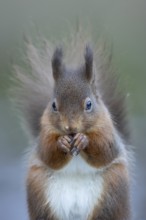Red squirrel (Sciurus vulgaris) adult animal eating a nut in snow in winter, England, United