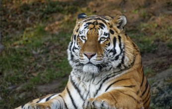 Siberian tiger (Panthera tigris altaica) or Amur tiger, animal portrait, captive, occurrence river