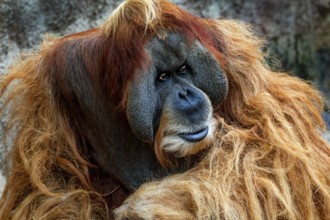 Animal portrait, Bornean orangutan (pongo pygmaeus), animal portrait of a male, adult, captive,
