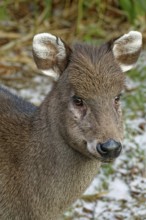 Animal portrait, female crested deer or crested muntjac (Elaphodus cephalophus), captive,