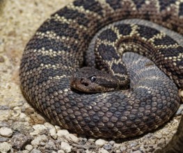 Arizona black rattlesnake, black-tailed rattlesnake (Crotalus molossus), reptiles, captive,