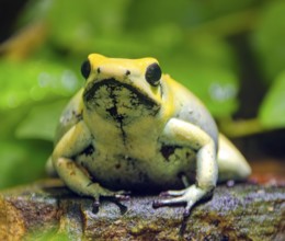 Golden poison frog (Phyllobates terribilis), also known as golden leaf frog, yellow leaf frog,