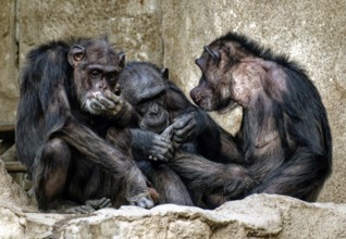 Animal portrait, Western chimpanzee (Pan troglodytes verus) group picture, captive, distribution