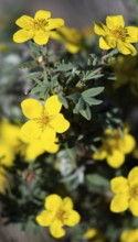 Yellow-flowering flower, foxglove (Potentilla fruticosa) also known as shrub cinquefoil, Chugach