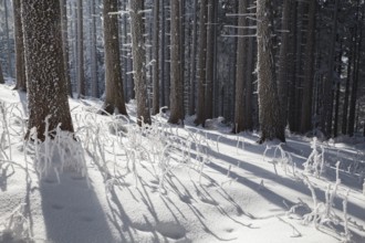 Winter landscape, forest, coniferous forest, Upper Bavaria, Alps, Germany