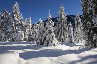 Winter landscape, snow-covered spruce trees (Pica abies), Bavarian Alps, Alpine foothills, Upper