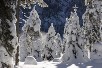 Snow-covered spruce trees (Pica abies), winter landscape in the Bavarian Alps, Upper Bavaria,