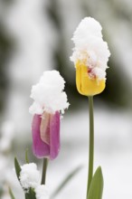 Red and yellow tulips in snow, spring/snowcapped red and yellow tulips in garden, spring