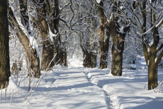 Winter landscape, alley, snow, Upper Bavaria, Germany