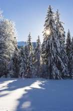 Snow-covered spruce (Pica abies), Sonnenstern, Winterlandschaft in den Bayerischen Alpen,