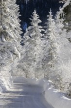 Snow-covered spruce trees (Pica abies), road, motorway, traffic, winter landscape in the Bavarian