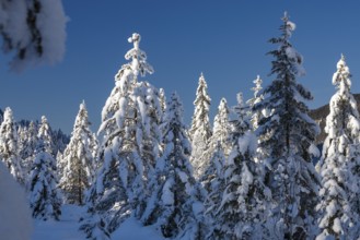 Spruce trees (Pica abies), in the snow, winter landscape, winter, Upper Bavaria, Germany