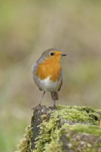 Robin (Erithacus rubecula), on mossy ground in the garden, Wilnsdorf, North Rhine-Westphalia,