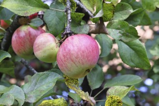 Apple (Malus), red-yellow ripe fruit on a branch of an apple tree, fruit tree, orchard, Wilnsdorf,